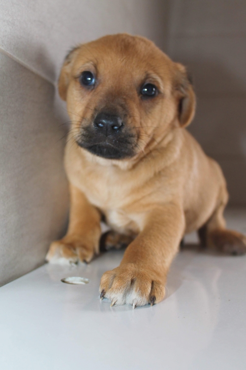 მეტისი უსახელო