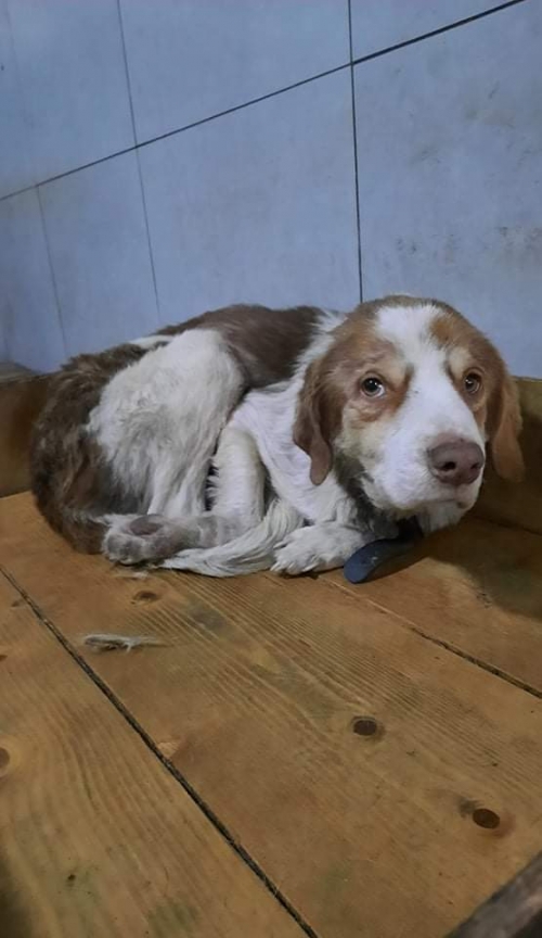 მეტისი ტომასი