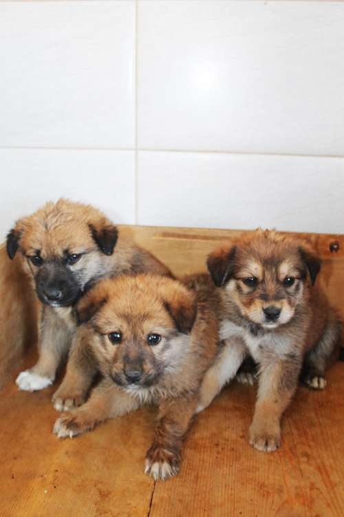 ქართული ქოფაკი უსახელო