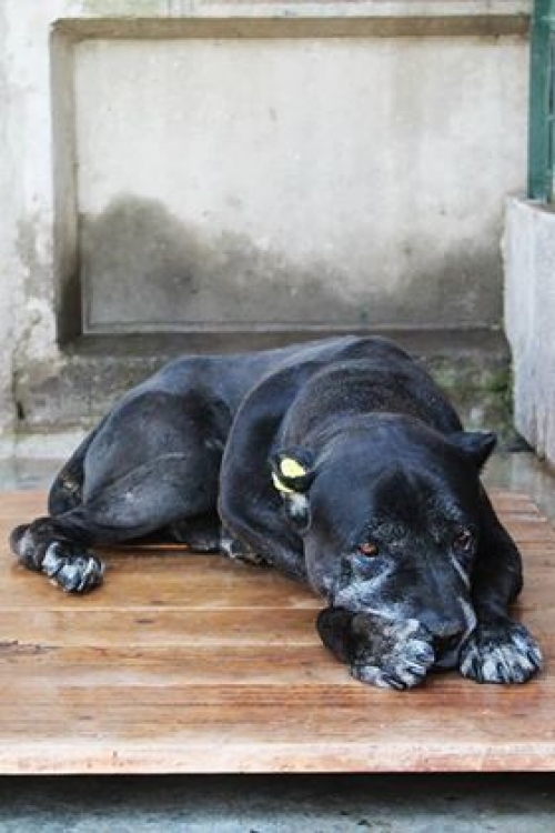 კანე კორსო უსახელო