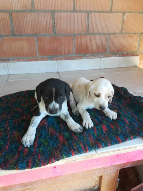 მეტისი დიდუბის მეტრო