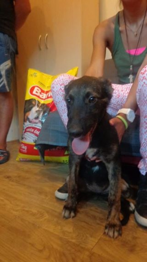 გერმანული ნაგაზის მეტისი გუფა