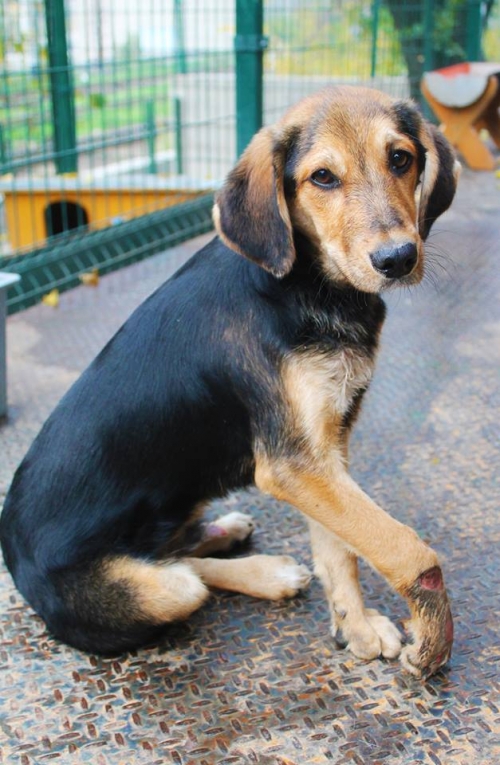 გონჩის მეტისი უსახელო