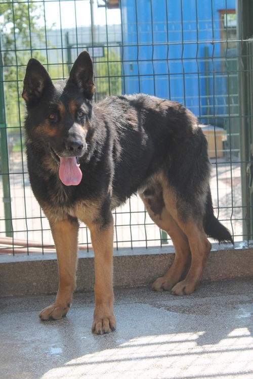 გერმანული ნაგაზი უსახელო