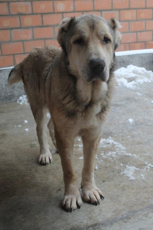 ქართული ნაგაზი ჩხუბა