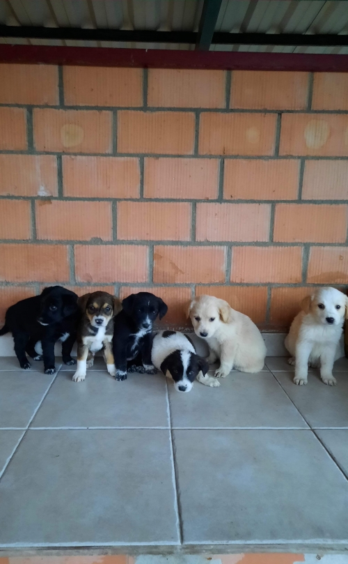 მეტისი უსახელო