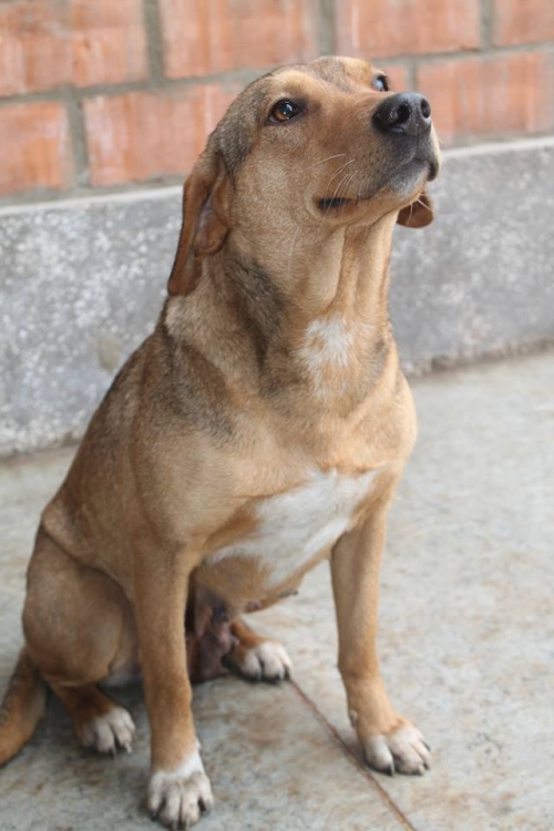 მეტისი ჟუჟუ