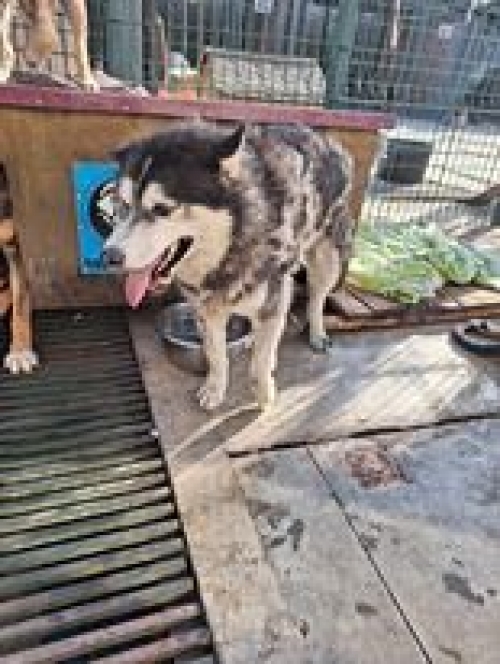 ლაიკა თამარაშვილის ქუჩა