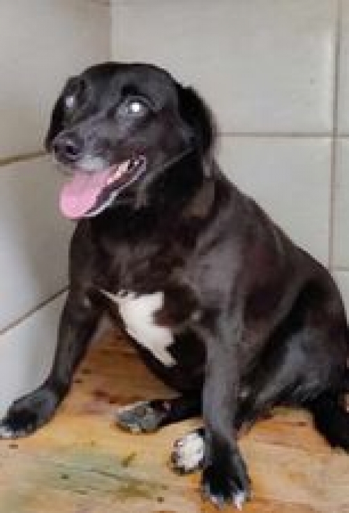 მეტისი ნაზიბროლა