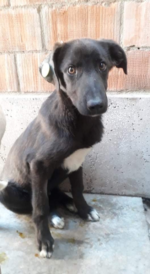 მეტისი უსახელო