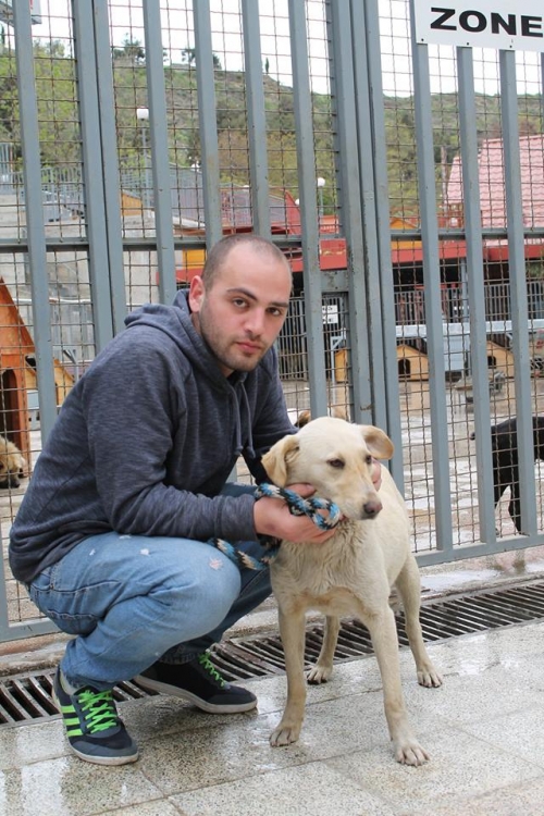 ლაბრადორის მეტისი ჯენი