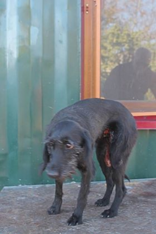 მეტისი უსახელო