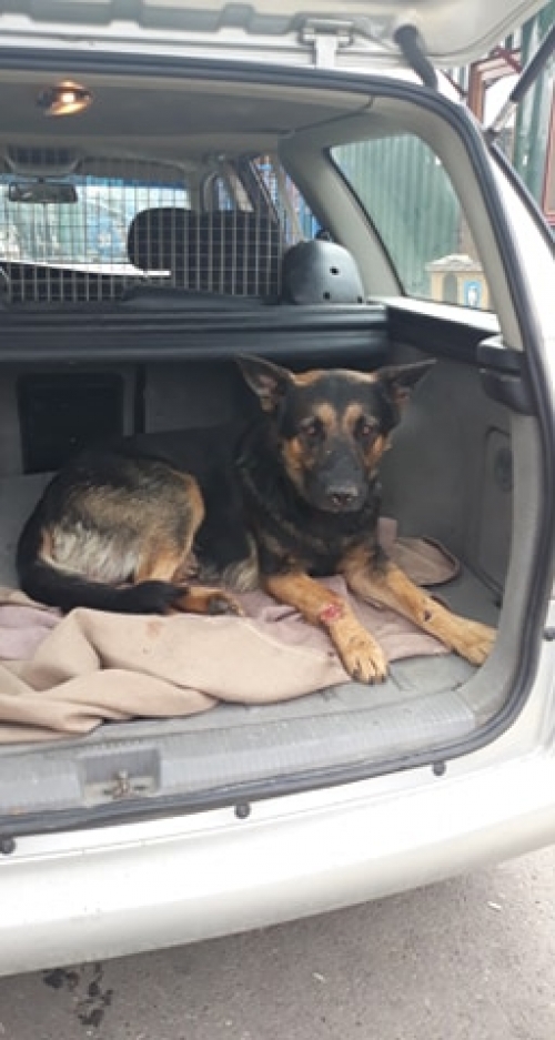 გერმანული ნაგაზი უსახელო