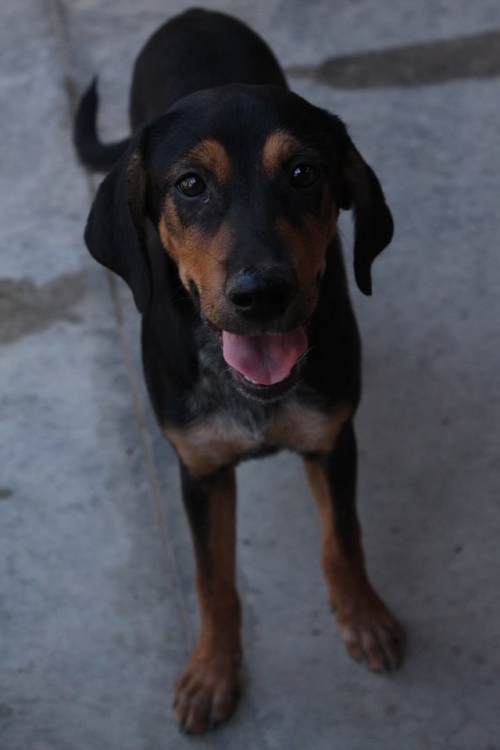 მეტისი კუსა