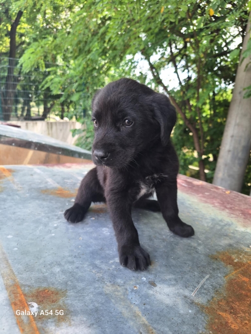 მეტისი თიანეთის შატილის გზა