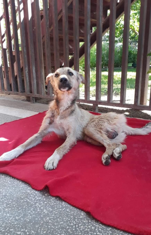 მეტისი უსახელო