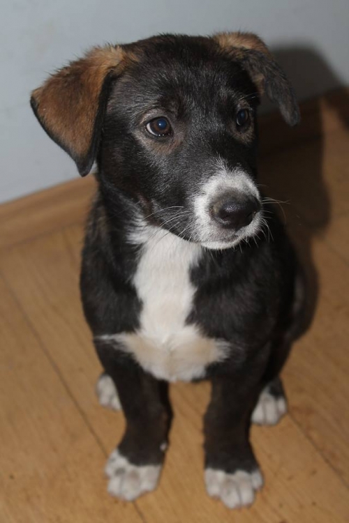 მეტისი უსახელო