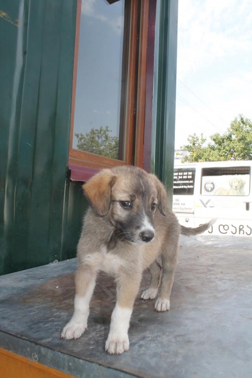 მეტისი უსახელო