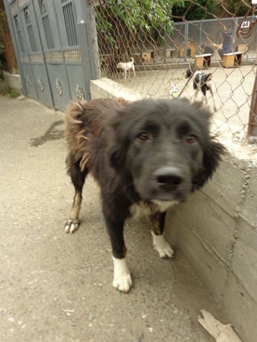 ქართული ქოფაკი ლილი