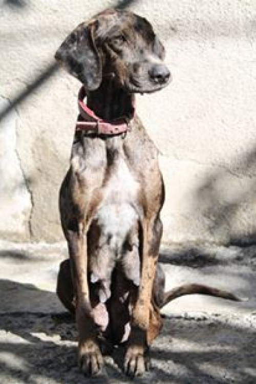 სეტერის მეტისი უსახელო