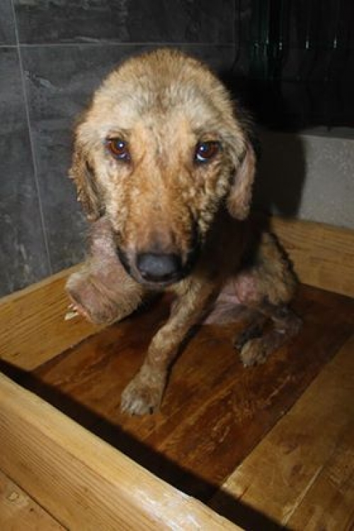 მეტისი უსახელო