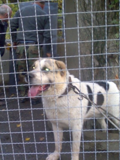 * გარდაცვლილები ბობა