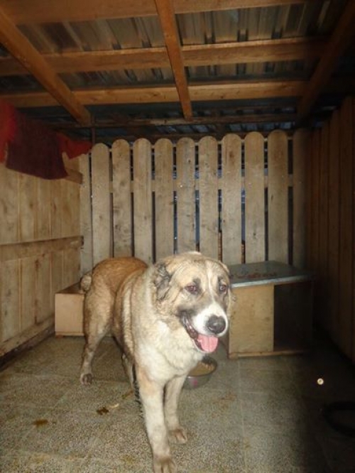 ქართული ნაგაზი ლედი