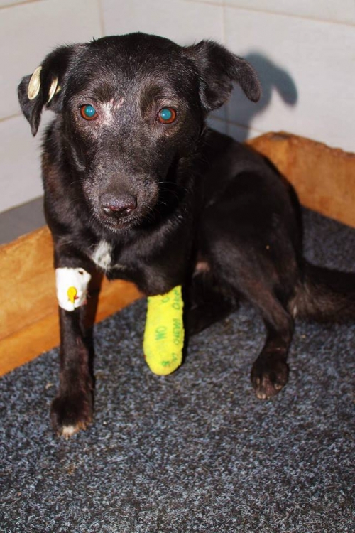 მეტისი უსახელო