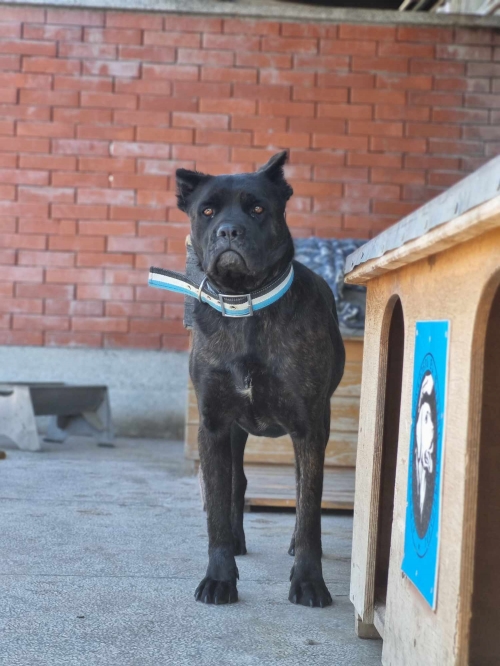 კანე კორსო ბორჯომის რაიონი სოფ ცემი