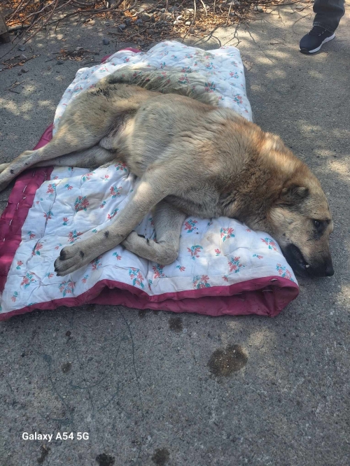 ქართული ნაგაზი თელავი