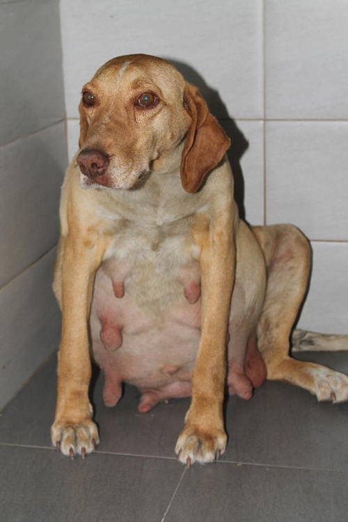 გონჩის მეტისი უსახელო