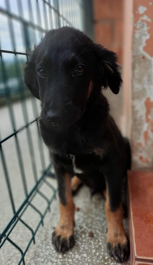 მეტისი თბილისის ზღვა