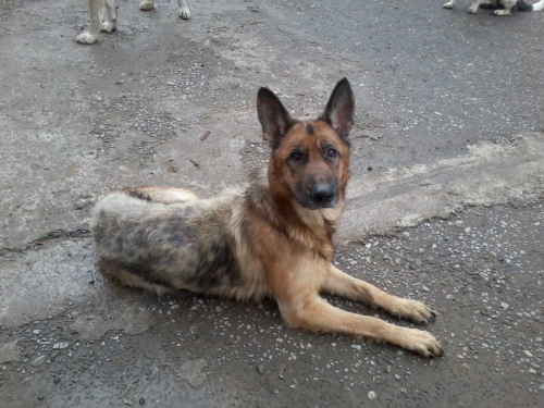 გერმანული ნაგაზი დემი