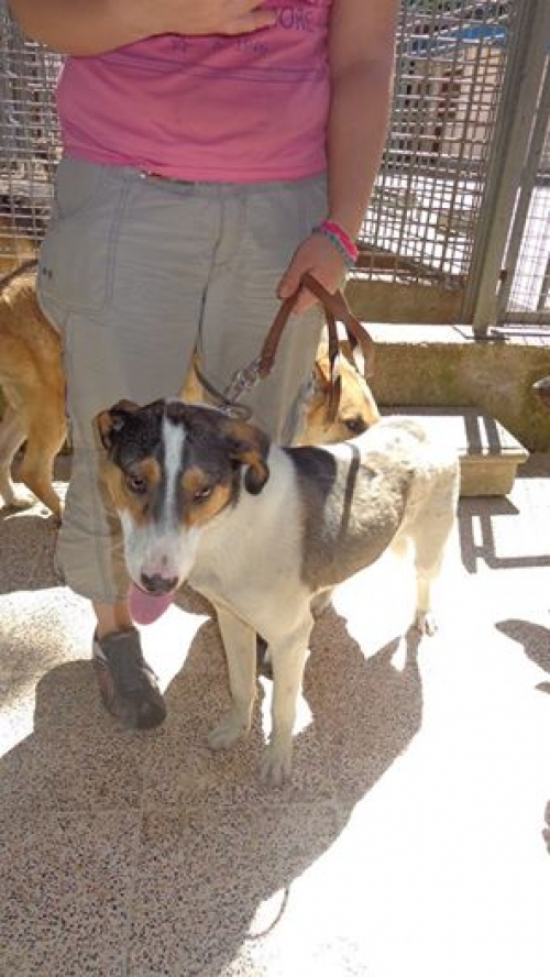 ლაბრადორის მეტისი ბიმი