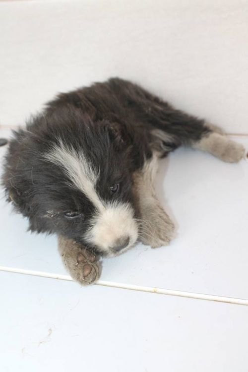 ქართული ქოფაკი უსახელო