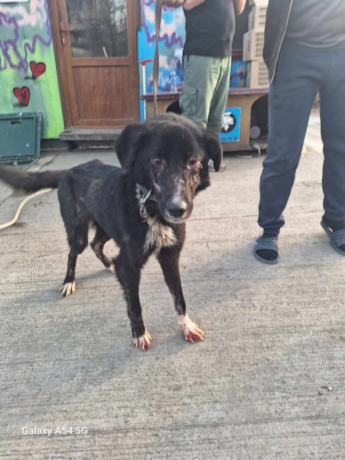 მეტისი გადმოყვანილია მუნიციპალური თავშესაფრიდან. ქინძმარაულის ქუჩის ძაღლია