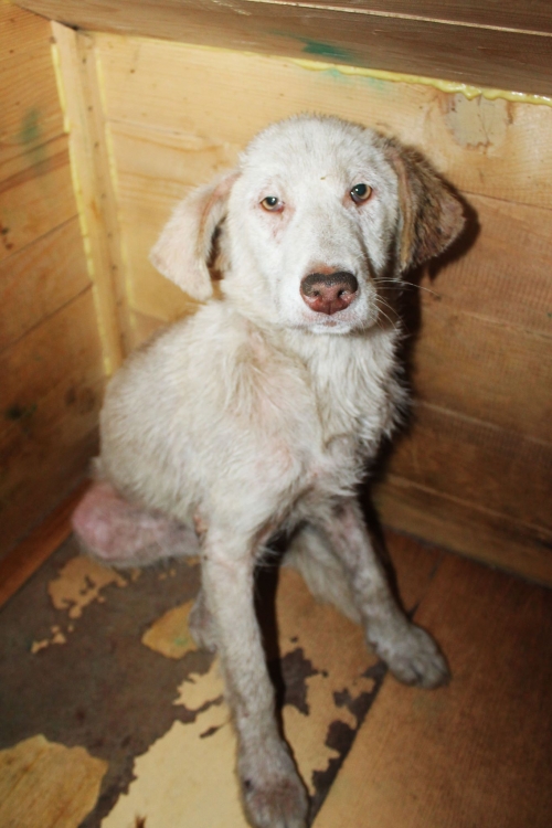 მეტისი უსახელო