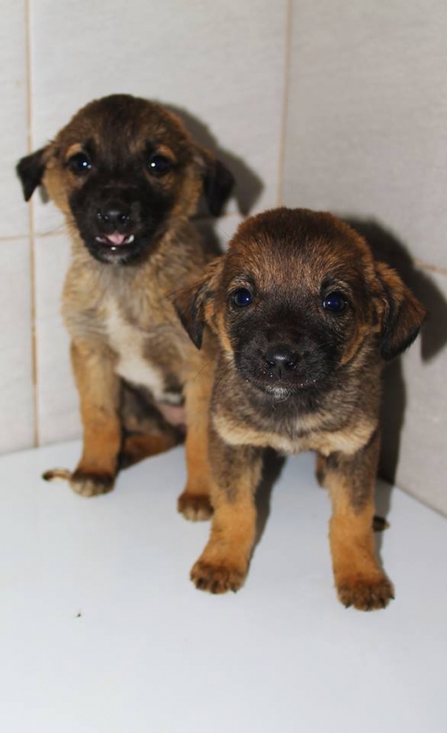 მეტისი უსახელო