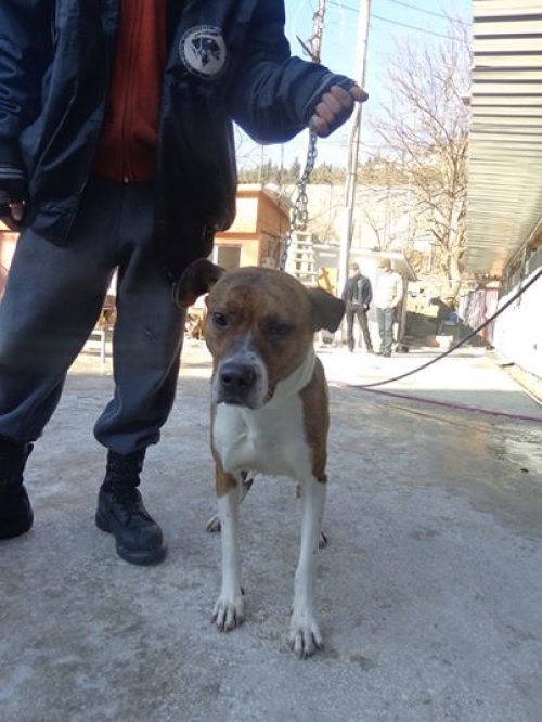 სტაფის მეტისი რიკი