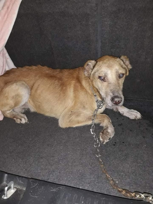 ქართული ნაგაზი უსახელო