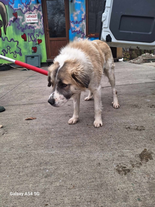 ქართული ნაგაზი გადმოყვანილია მუნიციპალური თავშესაფრიდან