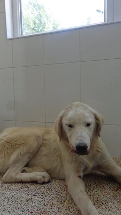 მეტისი უსახელო