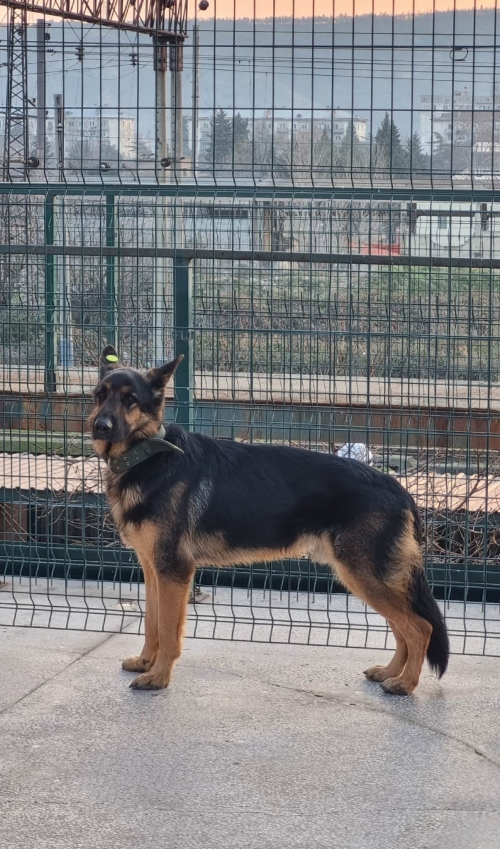 გერმანული ნაგაზი გადმოყვანილი მუნიციპალური თავშესაფრიდან