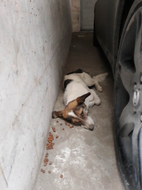 მეტისი გობრონიძეს ქუჩა