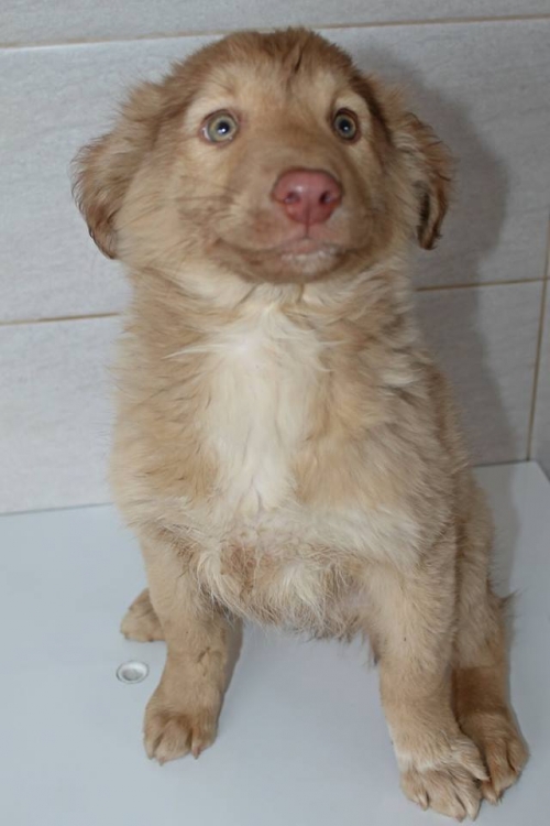 მეტისი უსახელო