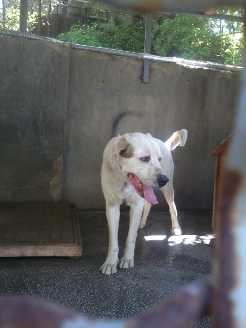 ქართული ნაგაზი ბალუ