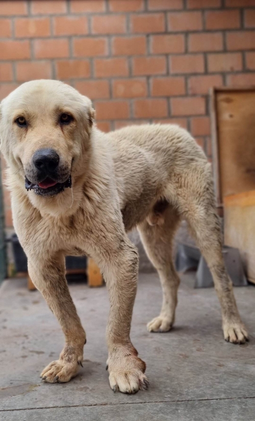 აზიური ნაგაზი ბათო