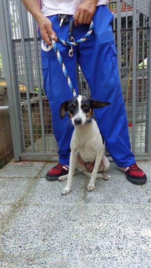 მეტისი უსახელო