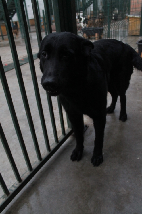 ბელგიური ნაგაზი უსახელო