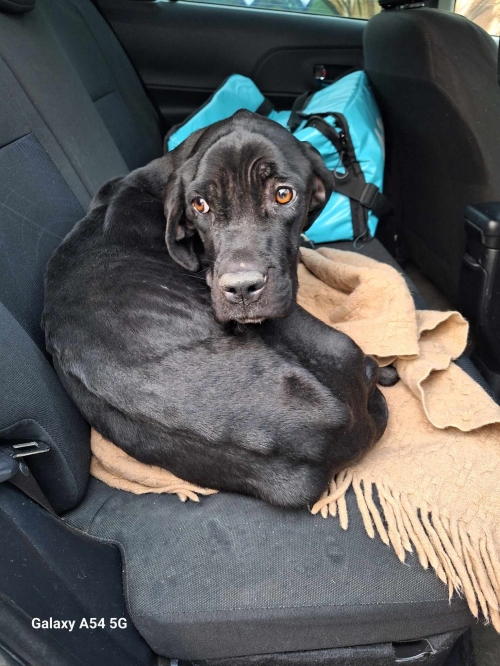 კანე კორსო გორის თავშესაფრიდან გადმოყვანილი